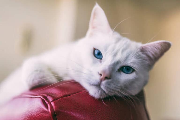 Are cats attracted to leather furniture