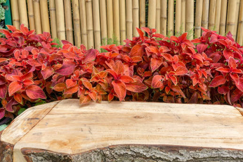 Is Nettlewood good for furniture Second hand furniture malaysia