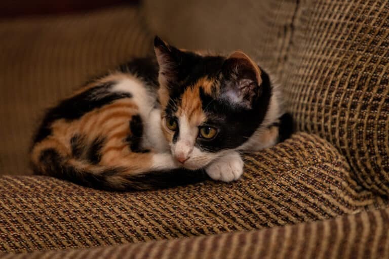 Do kittens ruin furniture